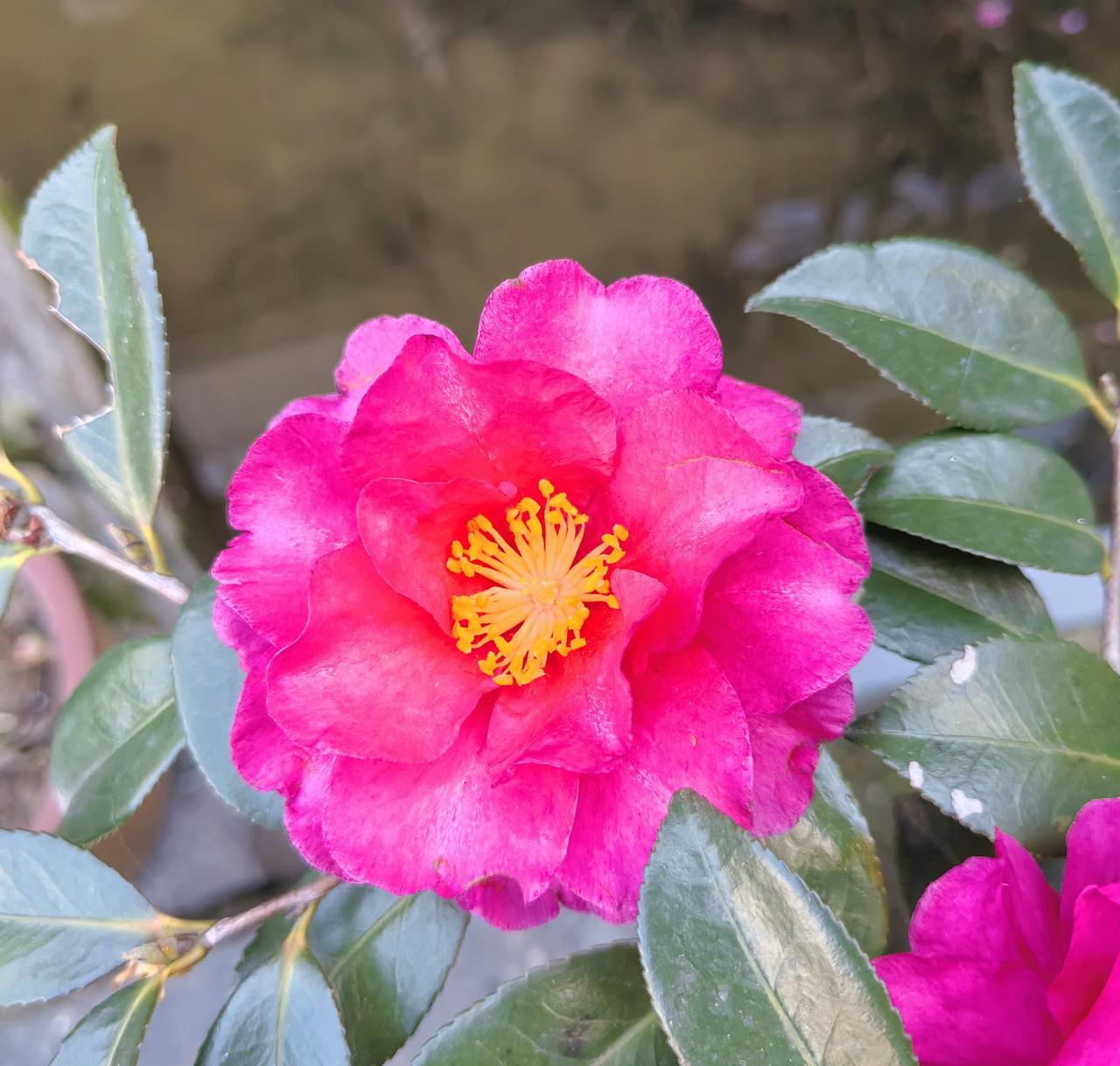 父母的虚荣攀比是怎样毁掉小孩的？我有两个表姨，大表姨长得个高体胖，说话嗓门大