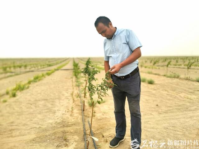 新疆经济看点丨浩瀚沙海长出生态产业链
