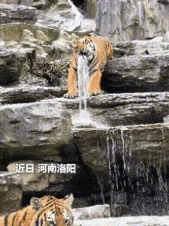 “火到人民日报了！”河南洛阳这只老虎太会玩，咬着水管当雕塑，愣是