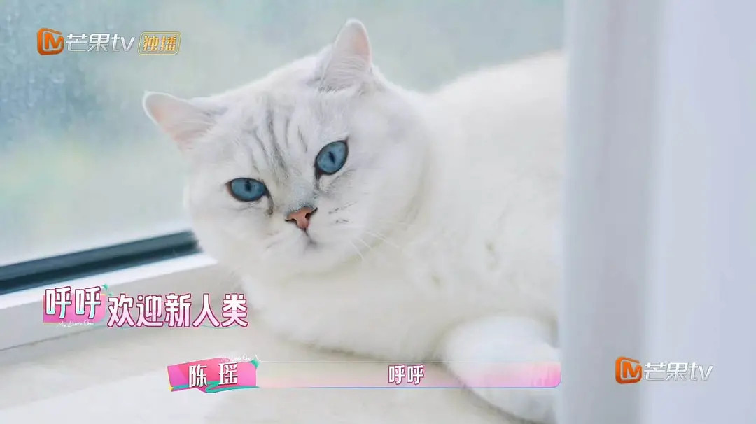 陈瑶又养猫又养百合？​​​