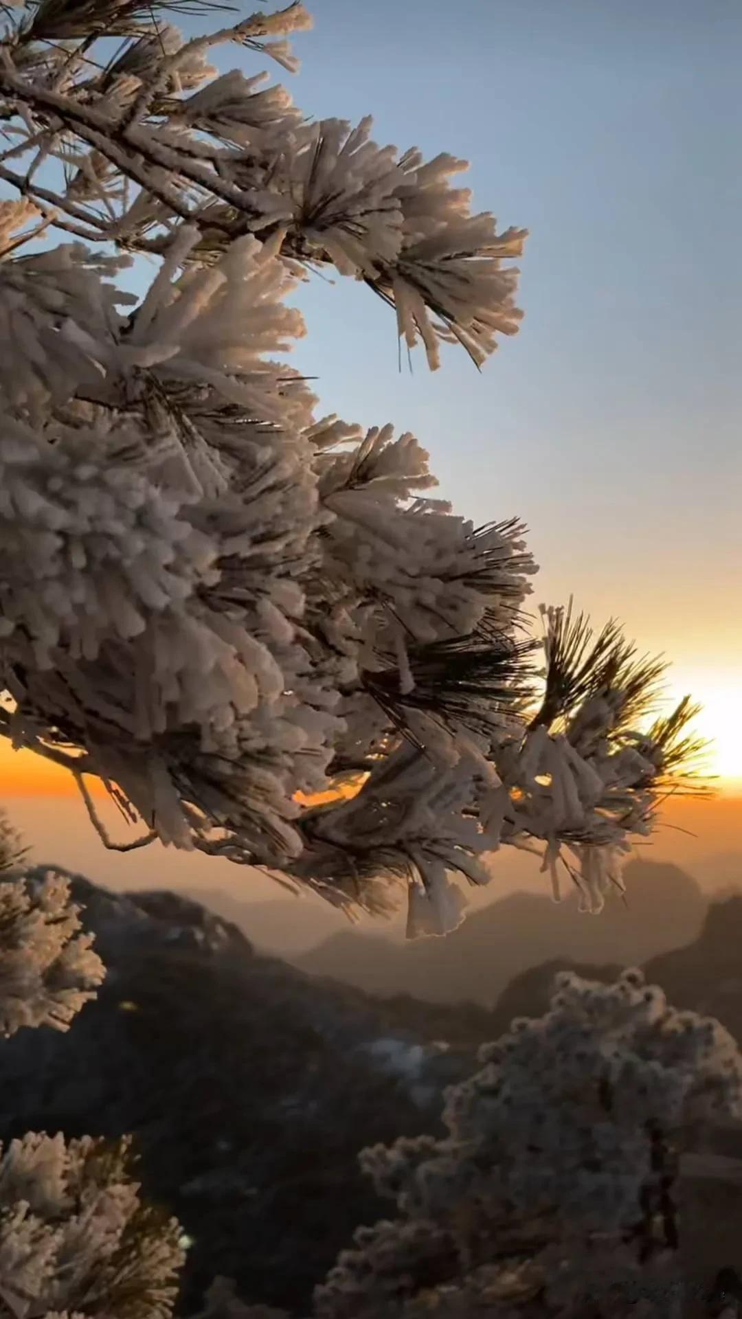 黄山风景区的雾凇确实是一绝。黄山海拔较高，加上云雾缭绕，冬季时雾凇就形成了。零