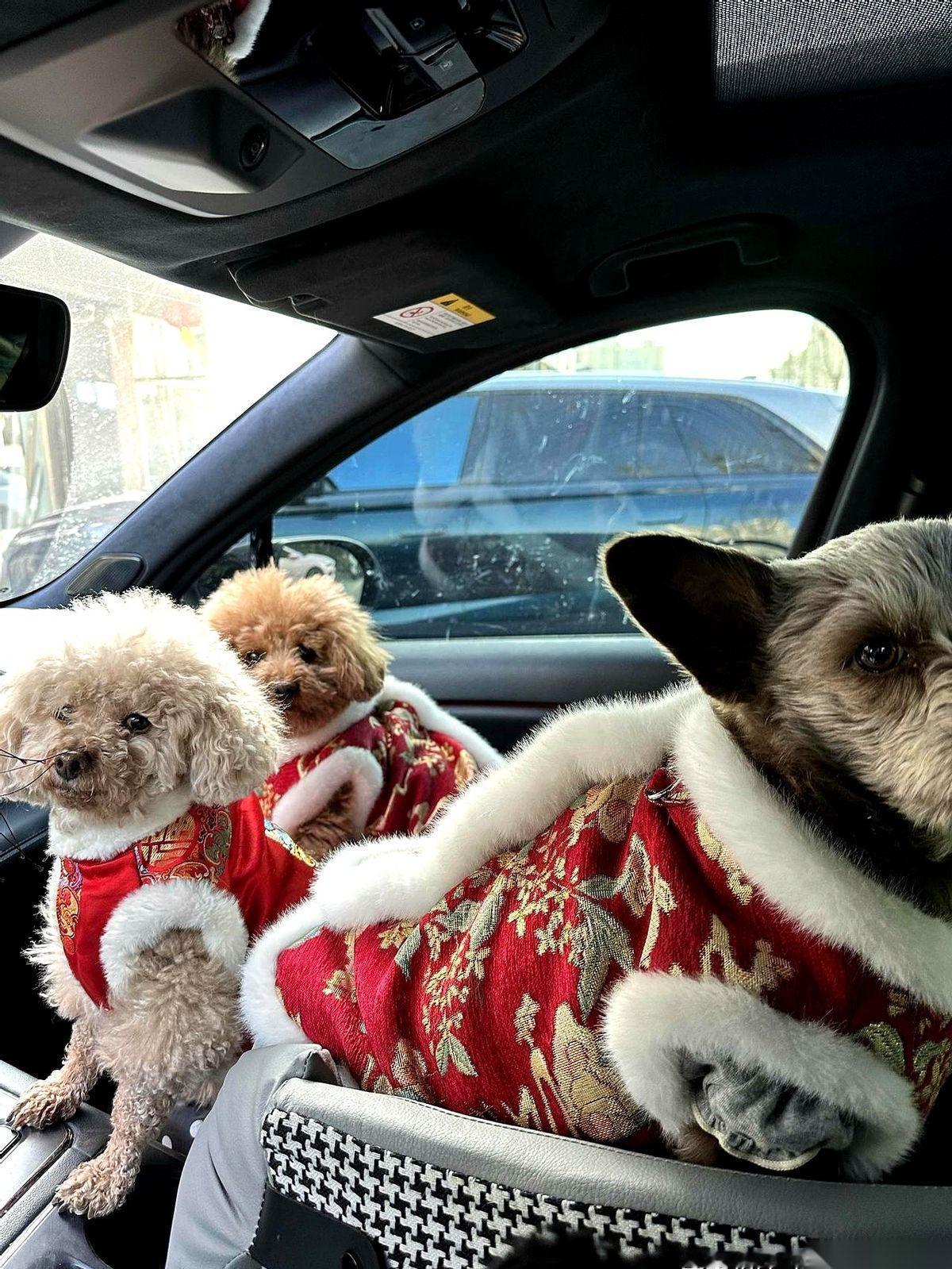 讲真，我从来没想过，当初为了我闺女，花2500块买回家的那条狗，会是一个“无底洞