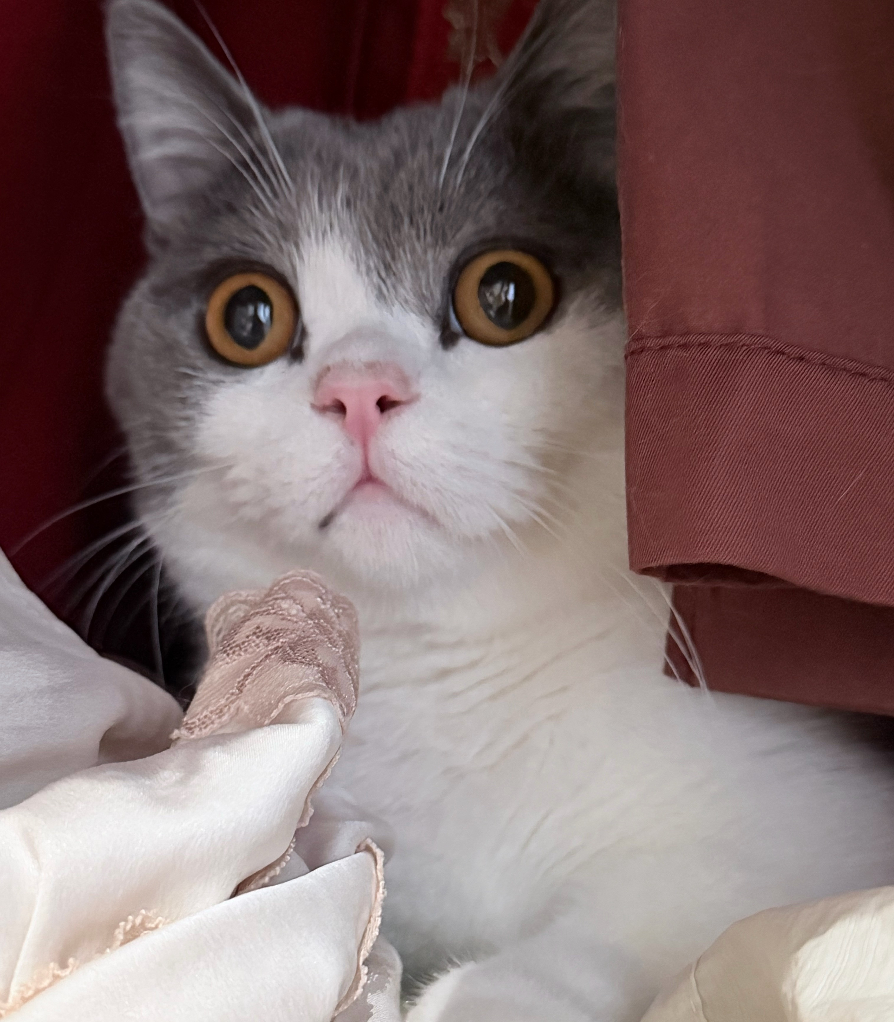 衣服里长猫猫了
