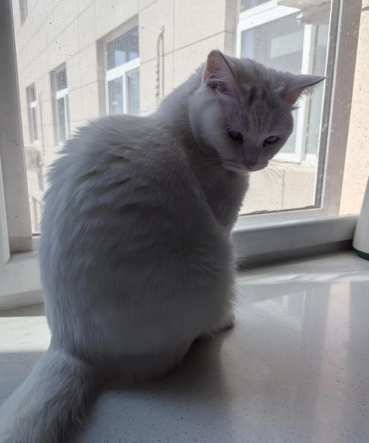 小猫咪小猫咪，真是好！喵呜喵呜围身绕。弓背打滚尾巴摔，总是在前人蹭脚。