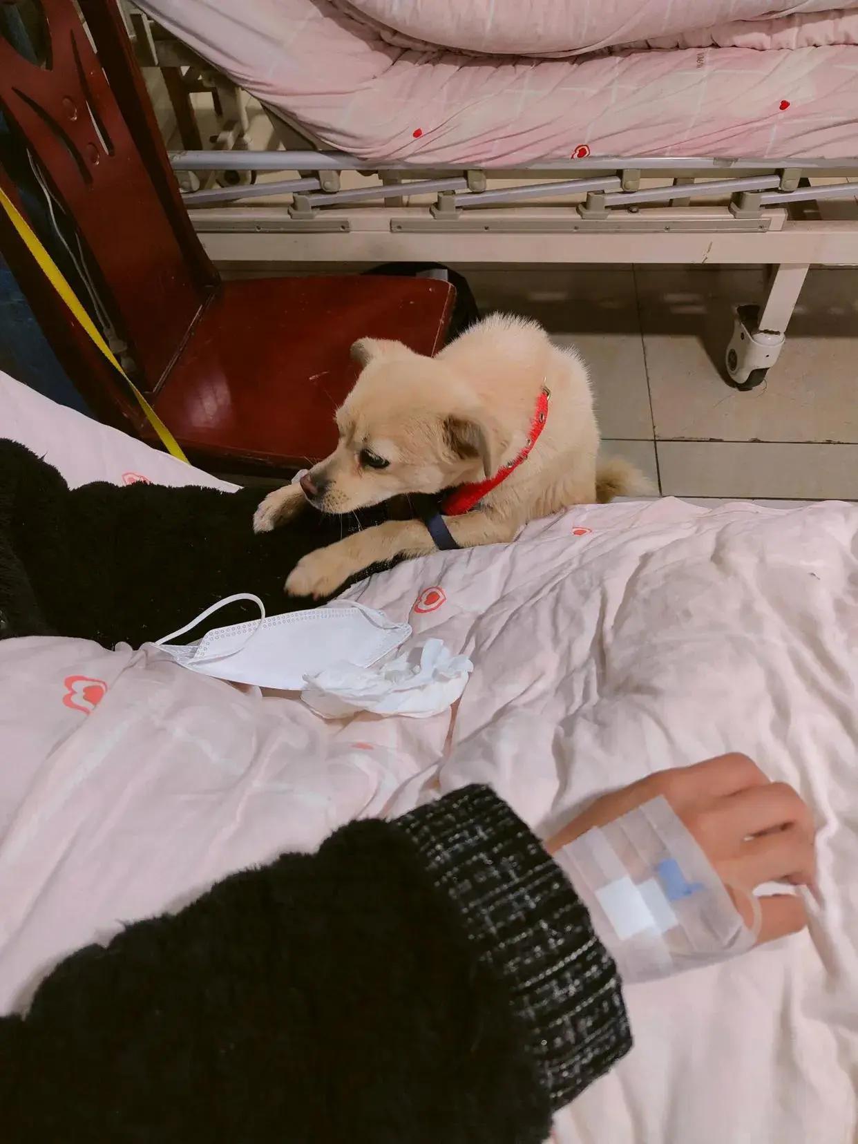 狗子来看望生病的主人了，虽然没拎点水果，但感情是真挚的～​​​