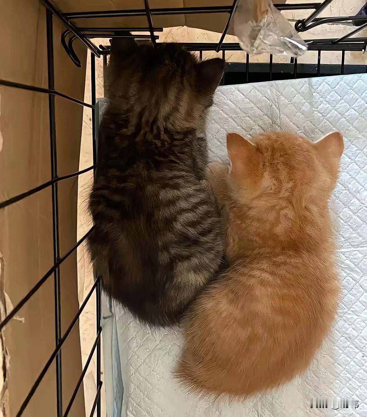 一位小姐姐经常投喂流浪猫，其中有一只猫妈妈她特别有印象，因为它生了两只猫宝宝，可