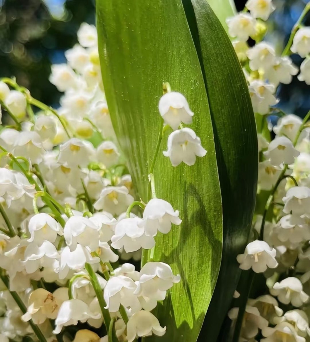 铃兰花的种植方法：1.择地定植，喜阴耐寒选择半阴或全阴的环境（如大树下、房屋北