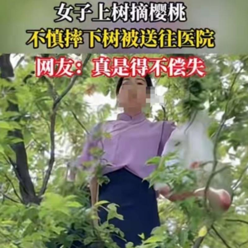 阿姨上树摘樱桃，不慎摔下树被送往医院网友：到医院嘴巴还不消停都说贪小便宜