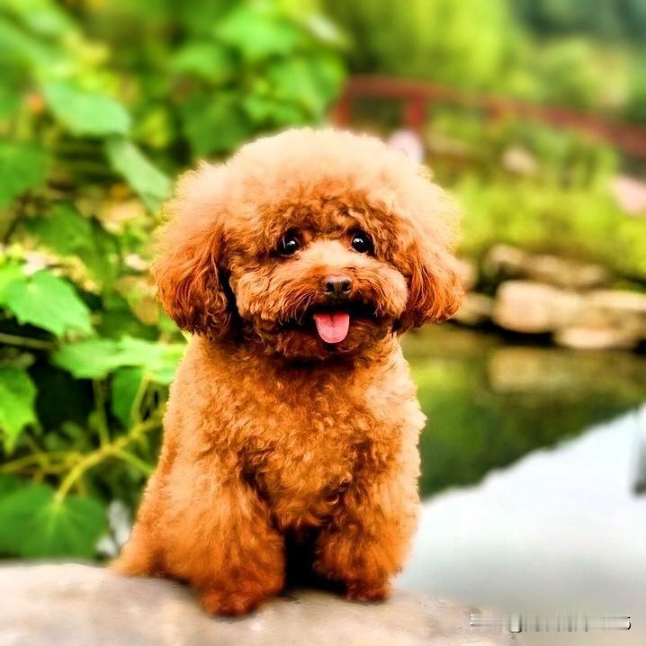 名字叫西西今年13岁公狗泰迪它活泼可爱乖乖的听话聪明能干十分粘人