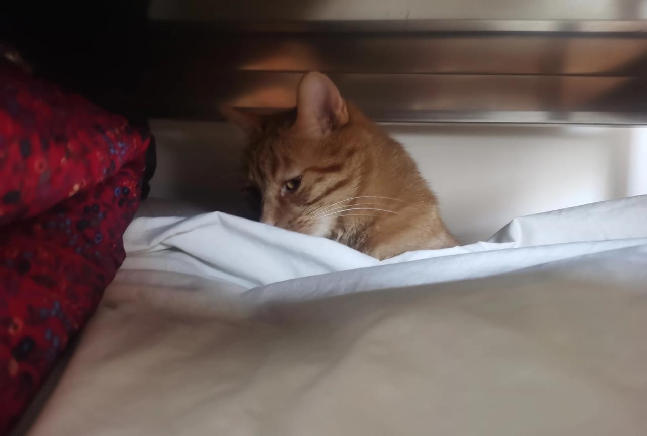 猫咪听见以后斜眼看我。特别同情我，好像还有点瞧不起我的样子[捂脸哭]