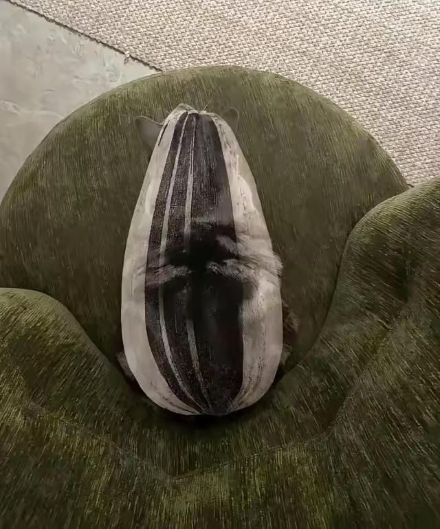 咪咪：没长眼睛吗，你全家都是瓜子………………哈哈哈，左边那位“瓜子猫”蜷