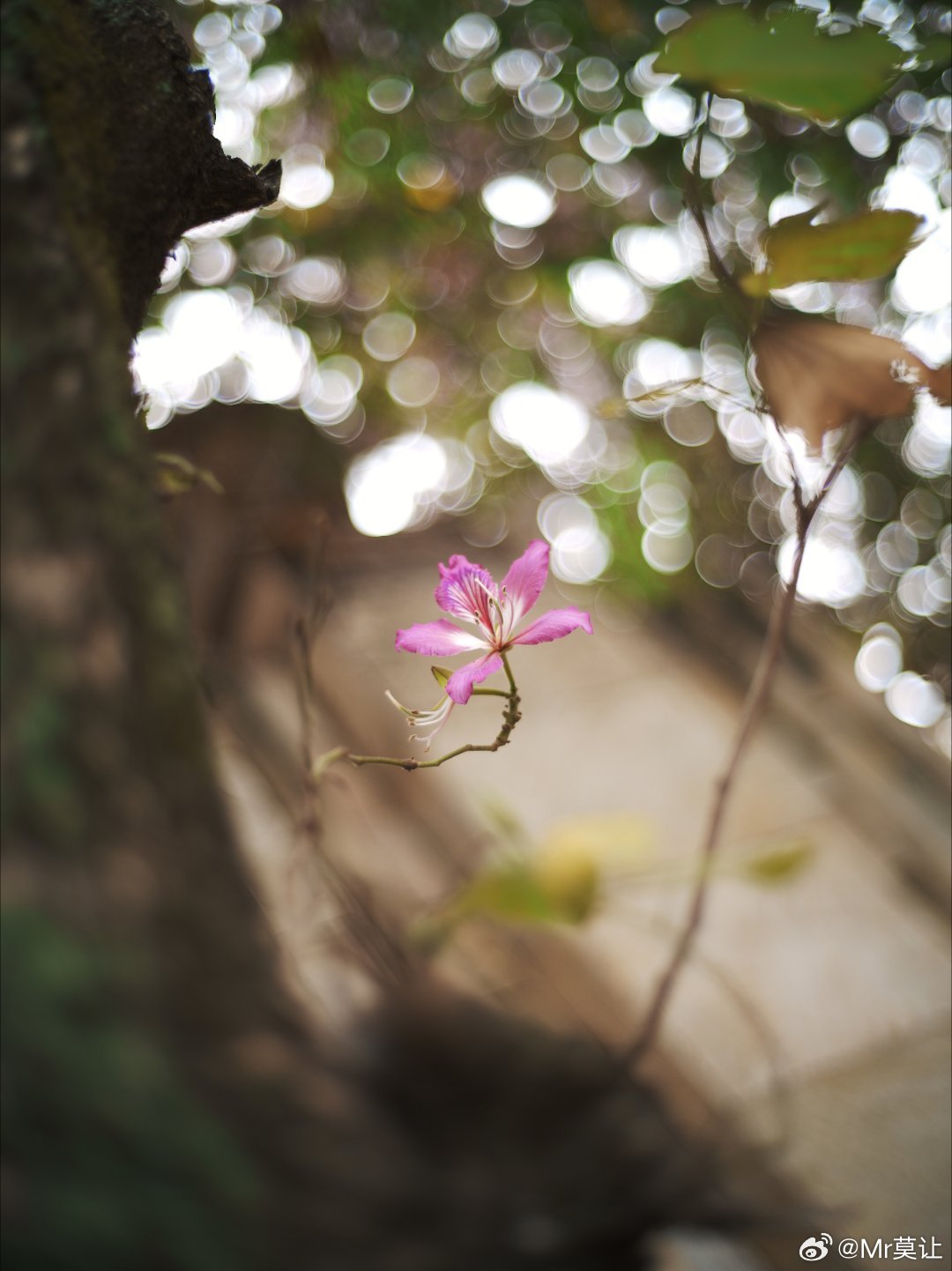 柳州，很有意思的一座城市，来过很多次了，都是出差，第一次特意过来旅游。儿子是螺蛳