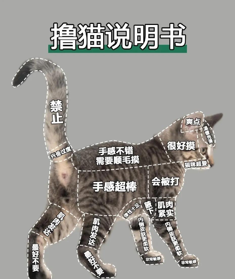 今天看到这个撸猫说明让我恍然大悟，原来我以前撸猫的位置都是错的啊，怪不得家里的猫