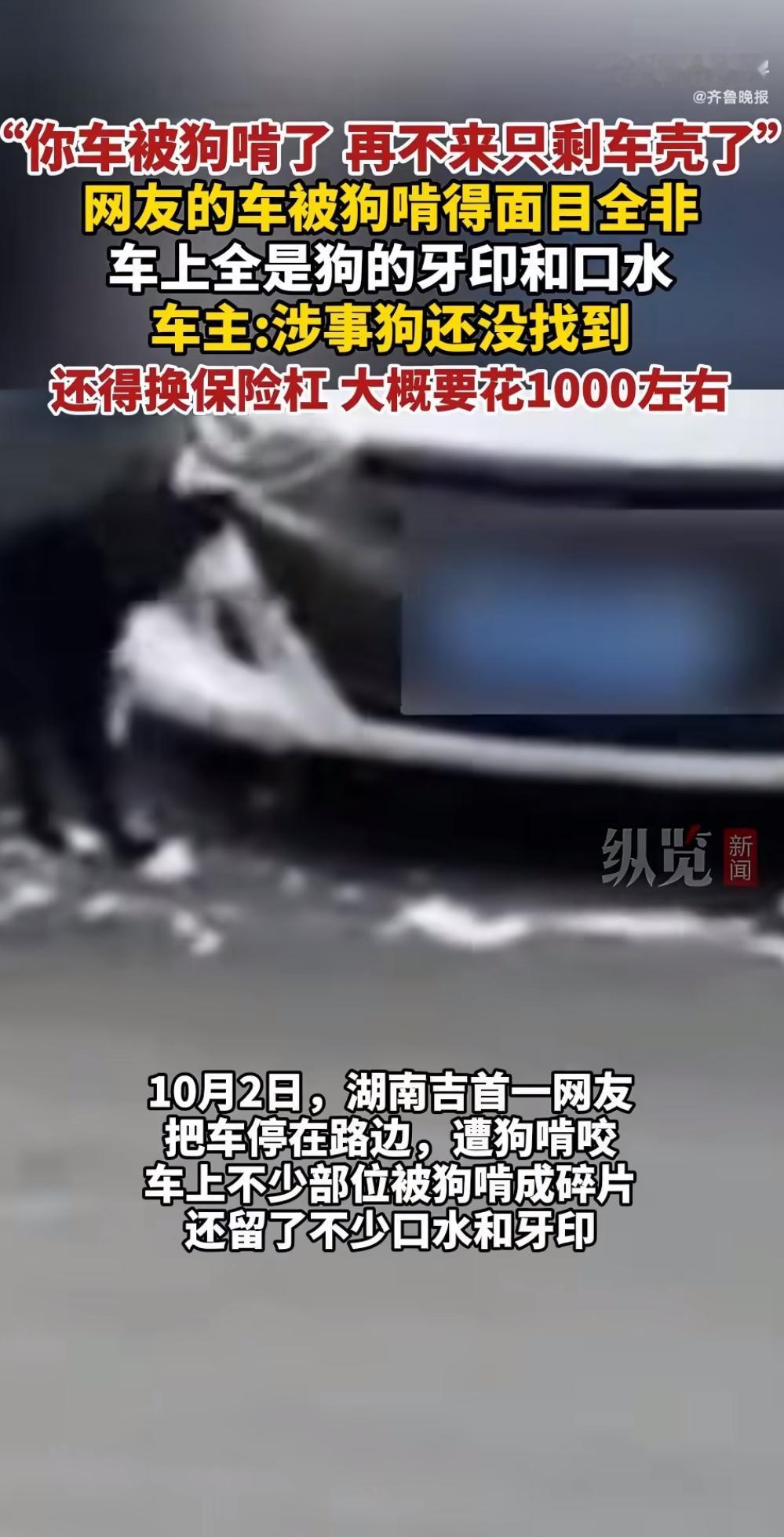 前几天刷到个新闻，心都揪起来了。一个姑娘接到电话，说她停在小区门口的车被狗啃了，