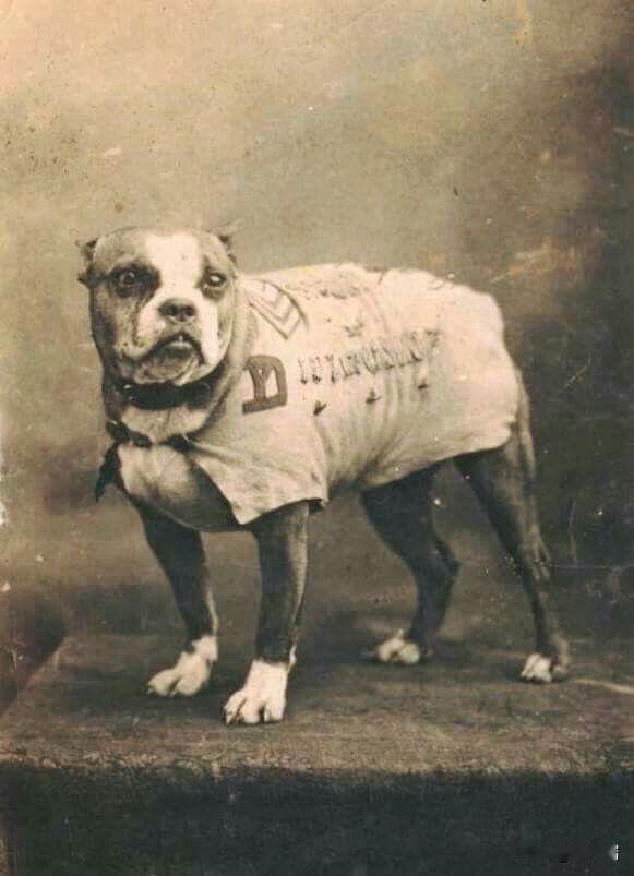 斯塔比中士（SergeantStubby）不仅是一只传奇的战犬，更是美国历史上