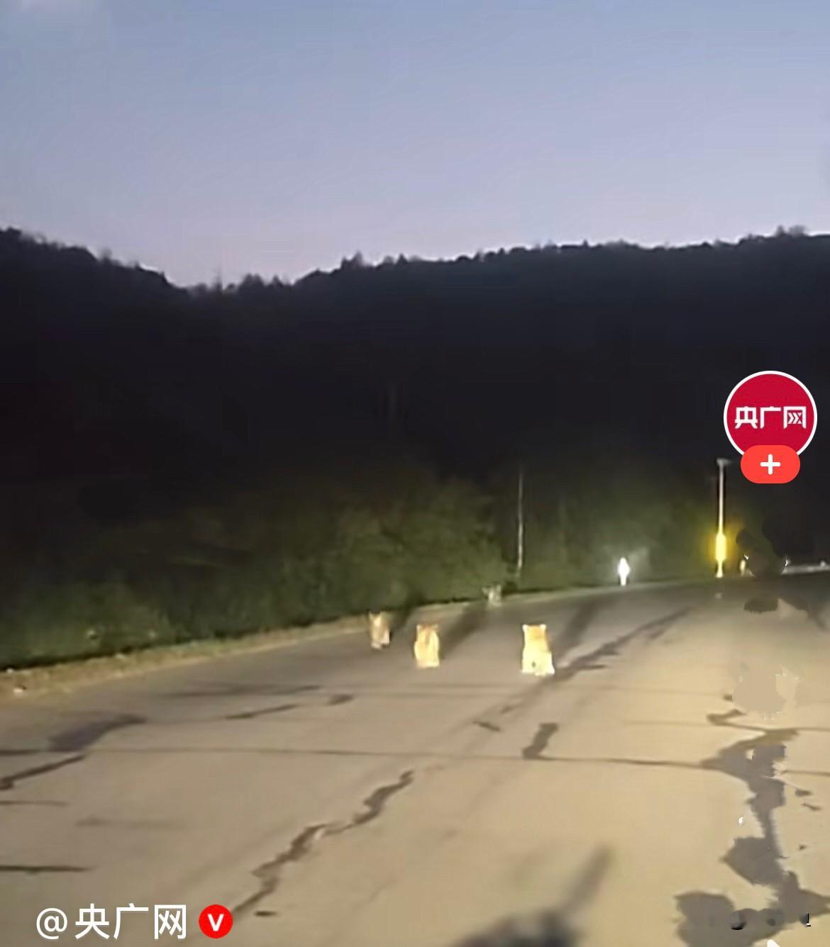近日，吉林延边汪清县，一位王先生开车路过林区道路，突然撞见野生东北虎一家，一只大老虎带着四只小老虎在