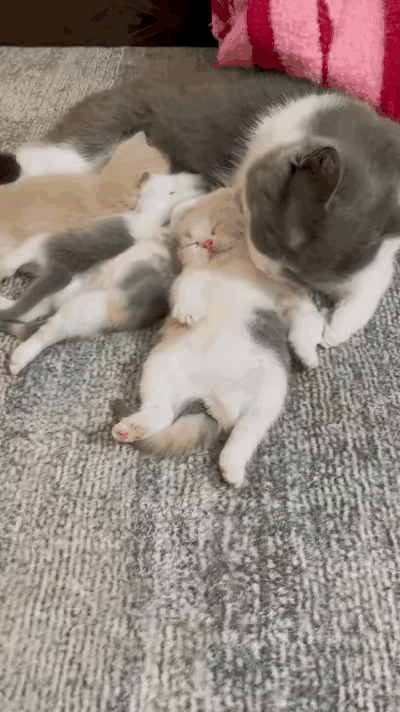 世上只有妈妈好有妈的孩子是个宝动物到人类都是一样的