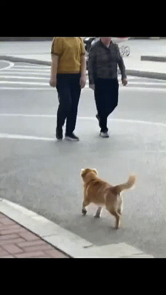 开心的狗子，难不成它是去约会吗？