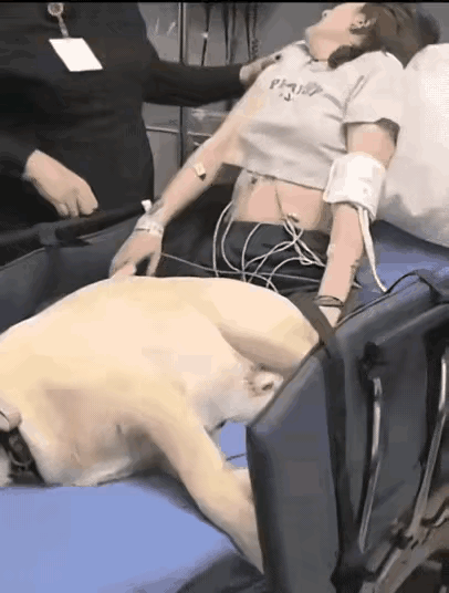 怪事，狗和主人，一起进了医院那天的事情啊，确实是有点吓人，狗突然就不行了，倒在