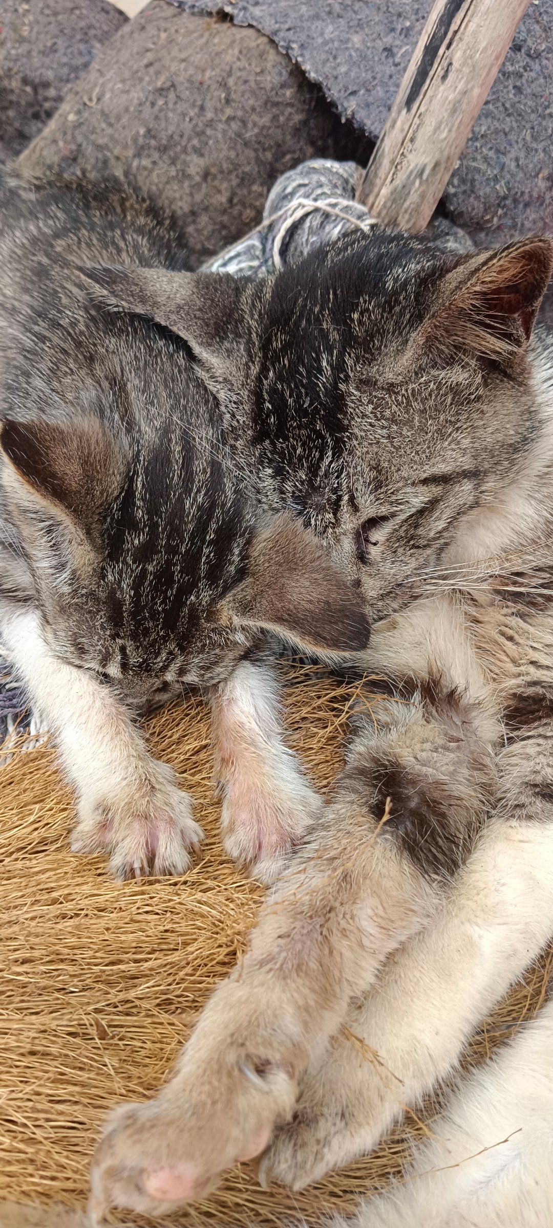 咦好萌村里的所以是脏脏猫