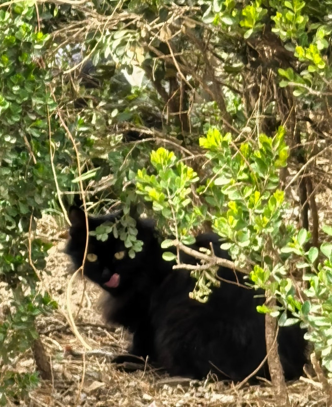 小区里流浪的小猫，中午遛弯又碰到了，离很远开20倍拍摄的