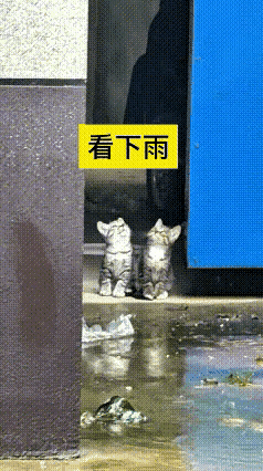 下雨天偶遇的一幕，瞬间抚平了心里的浮躁。两只小狸花猫并排待在屋檐