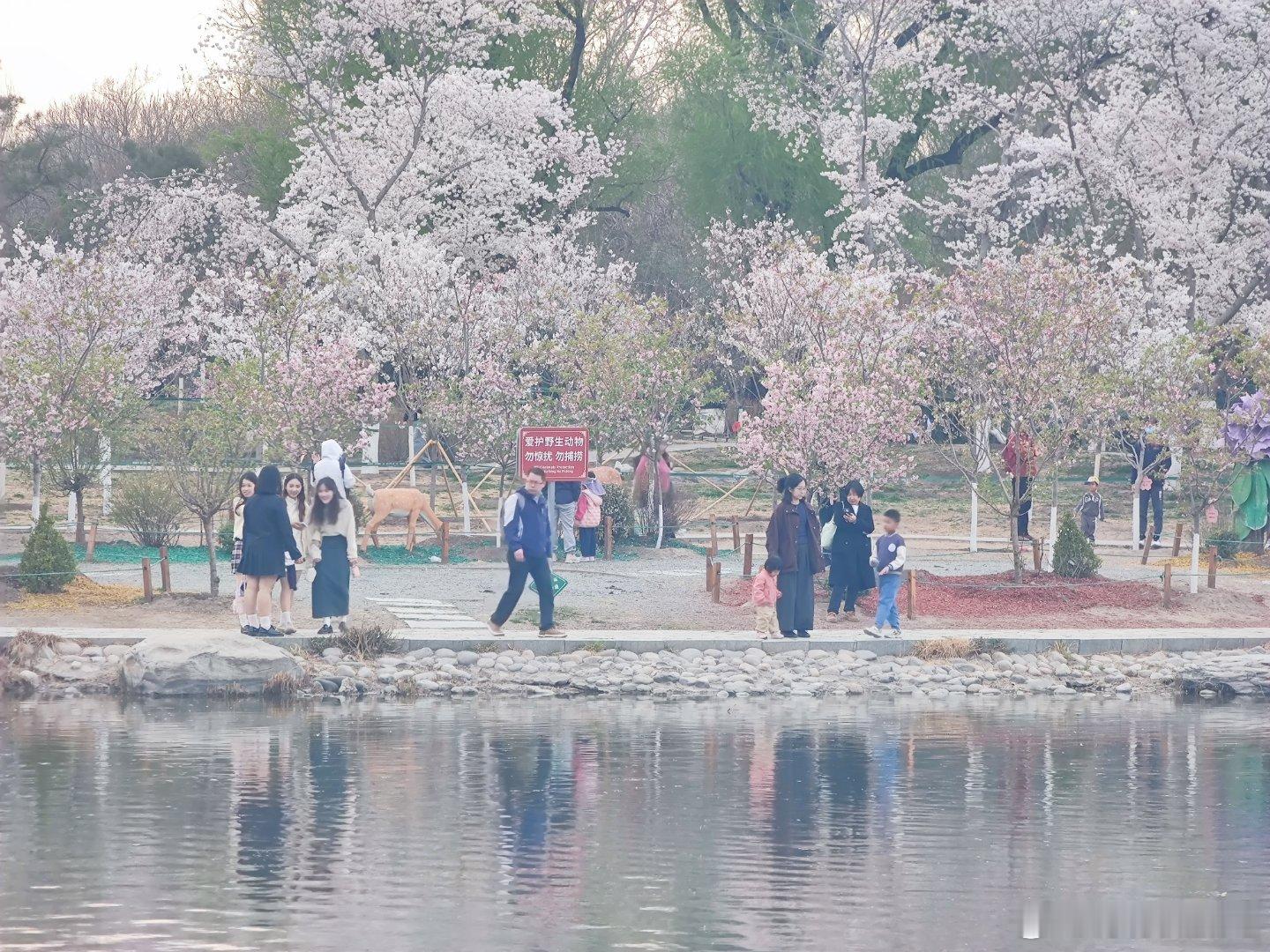 玉渊潭公园樱花摄影