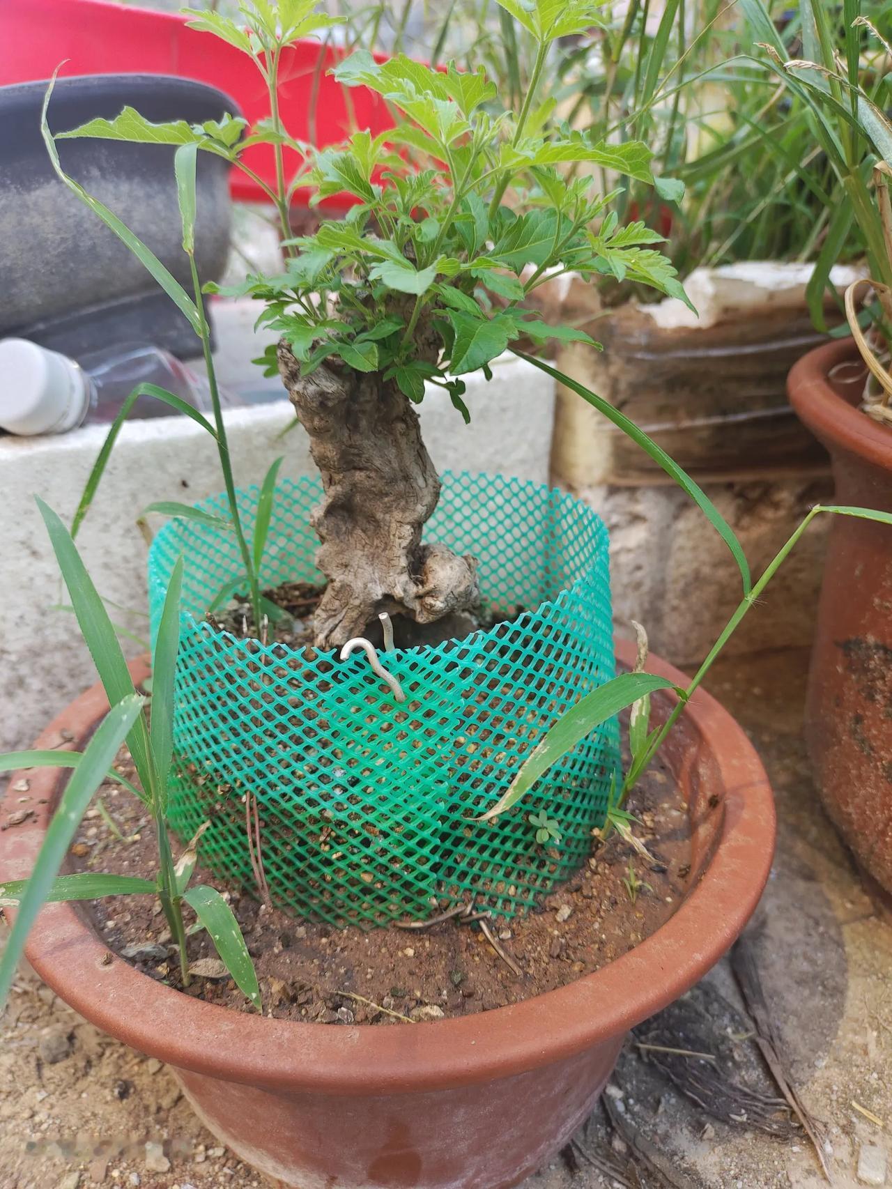 一年没发芽，本来已经放弃的黄荆，就放在了不起眼的角落里，这两天拔草的时候，突然发