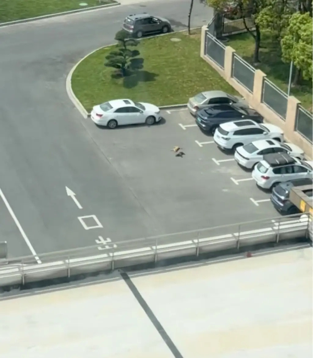 车若初见有谁跟我一样，第一眼以为是狗在表演悬空魔术。。。