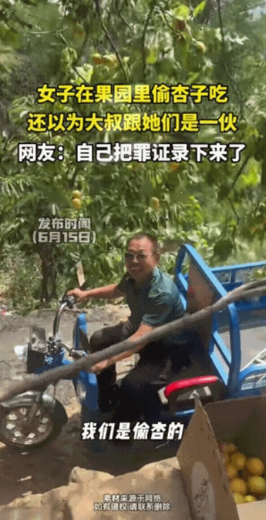 “笑不活了！”近日女子在路边杏树上偷杏，一个大爷骑电动车来到树下，女子起初很害怕