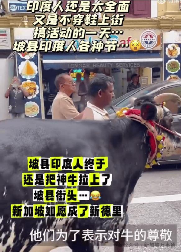 印度人已经是把牛牵到了新加坡的大街上了，看得出在新加坡，部分印度人已经是当成了第