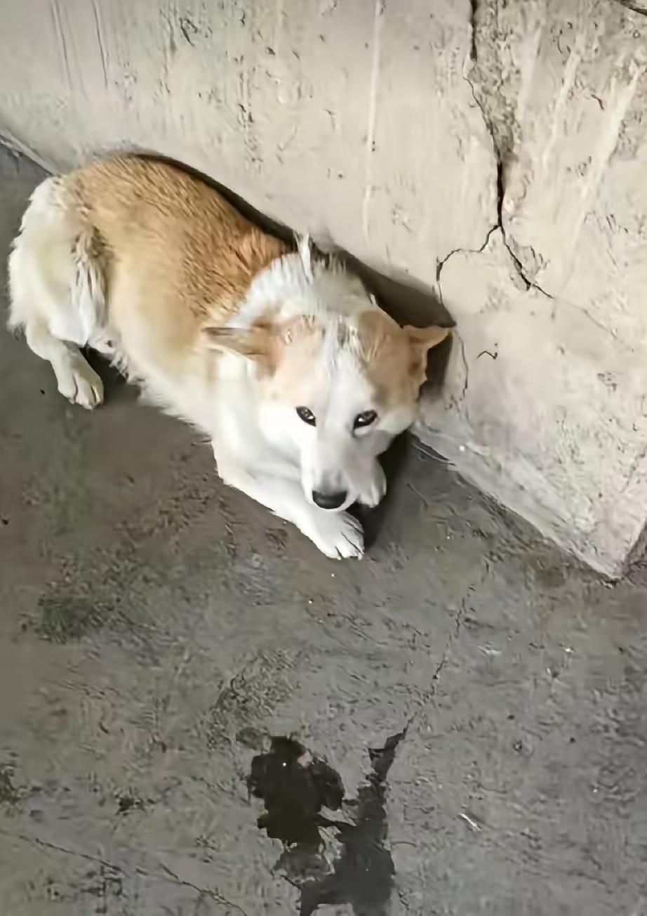 7只狗回家了，可它们的眼神骗不了人。边牧、金毛、柯基三只狗狗被主人接回，发帖称“