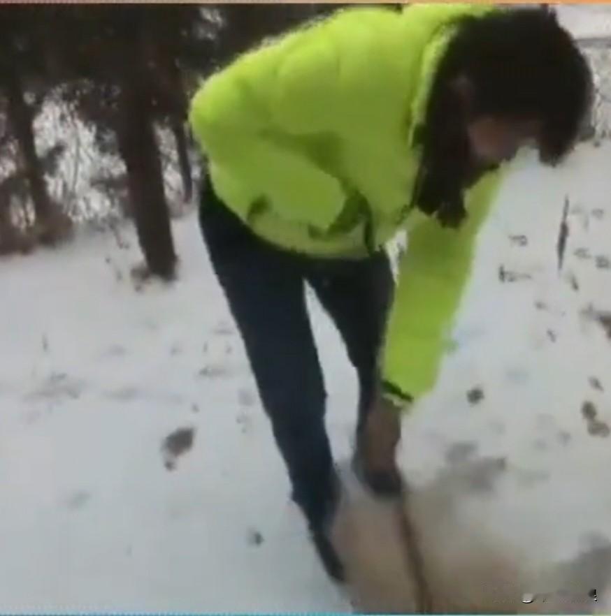 主人知晓自己心爱的狗狗即将离世,便带它去看它最钟情的雪景。最终,狗狗倒在了雪地里