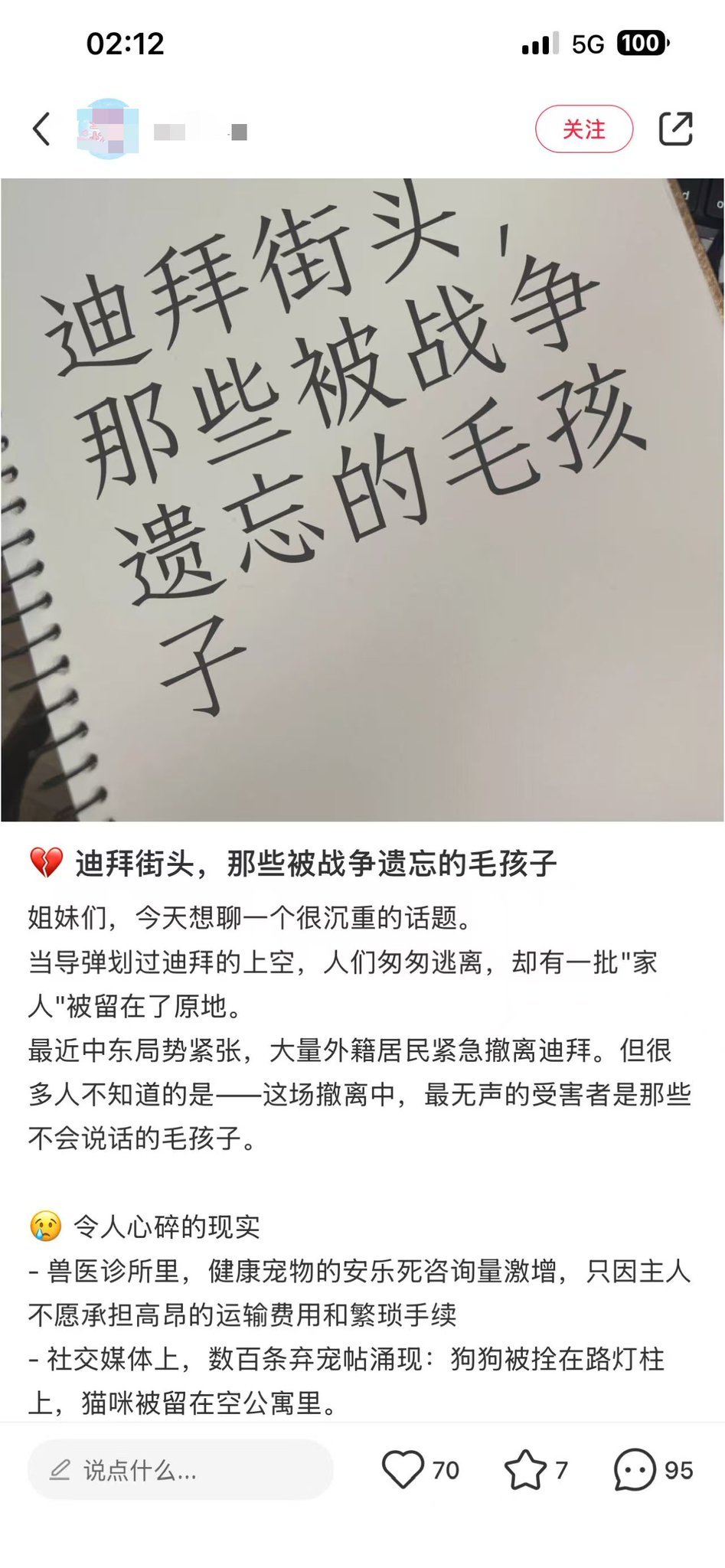 “迪拜街头，那些被战争遗忘的毛孩子”