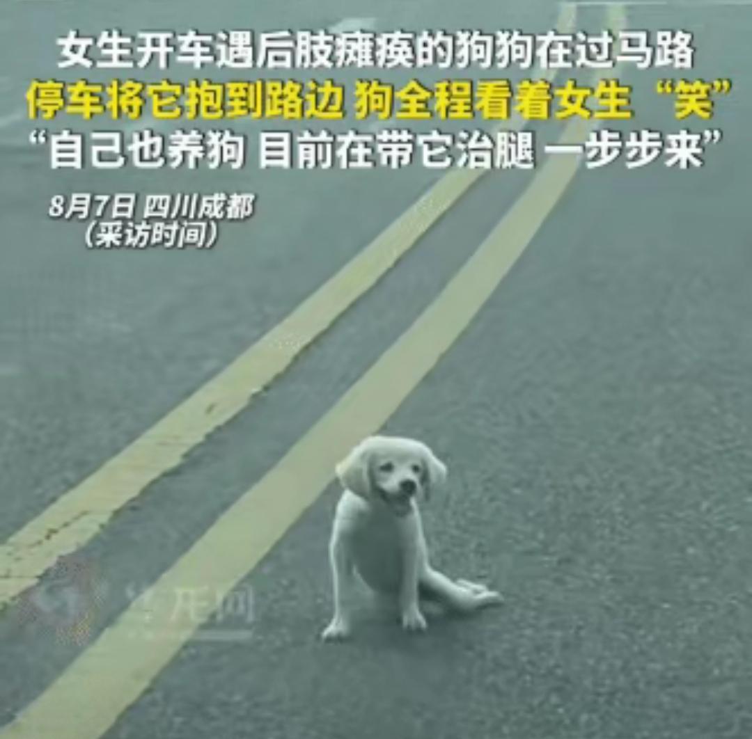 感动了！四川成都，一女生驾车偶遇狗狗横穿马路。揪心的是，狗狗后肢瘫痪，正贴地艰难