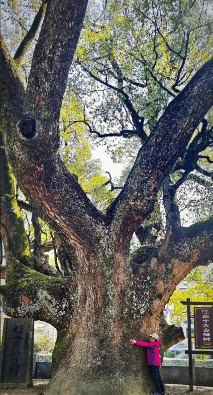 “纯属巧合？”2023年，江西赣州，一棵三四百年的古樟树突然枯死，巧合的是，同一