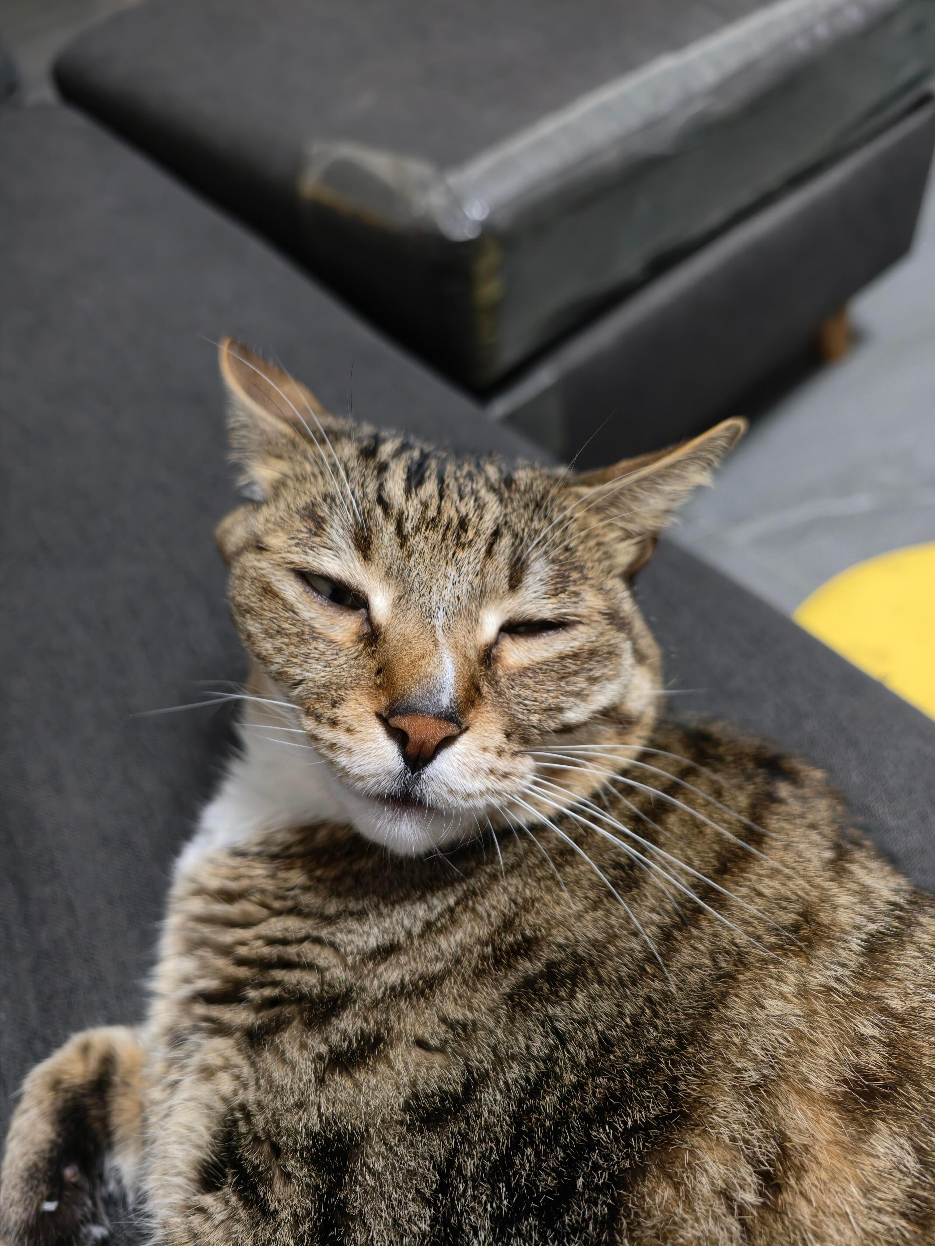 猫猫长期侧睡就会…！