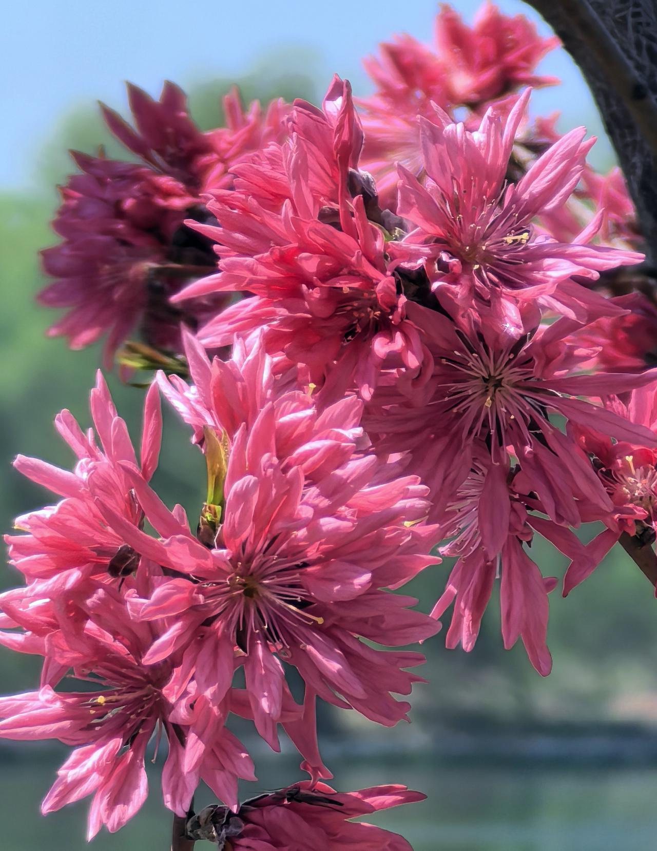 有没有漂亮的花朵图片吗菊花桃，圆明园遗址公园南门湖边