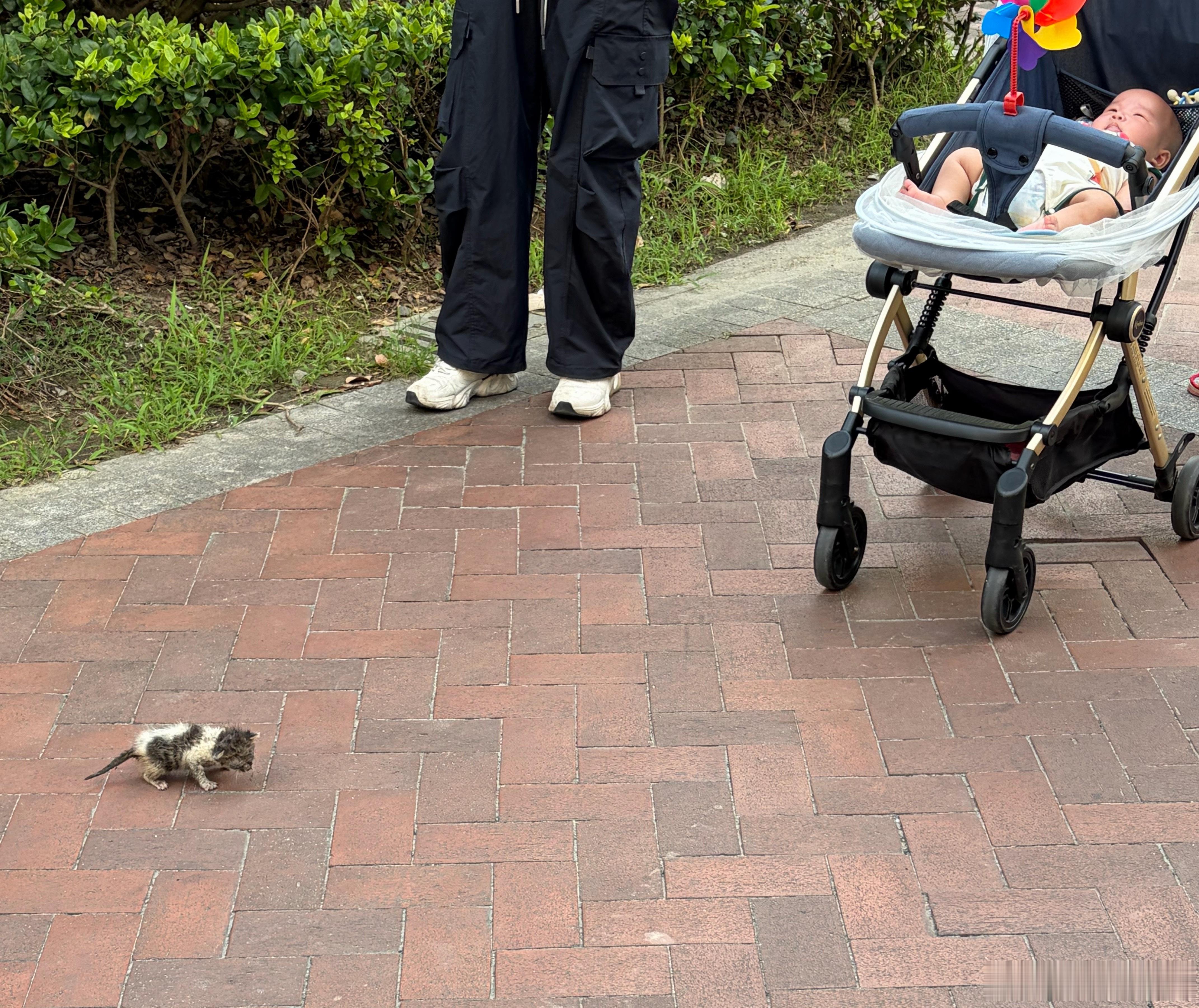 昨天小区里看到一只流浪猫幼崽，也不知道有没有好心人带回家