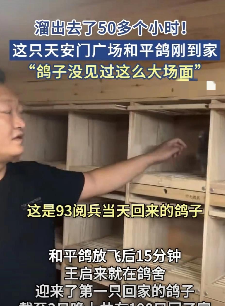 评论区笑着看着看着就泪崩了鸽王王启来借了200只鸽子，其中有只鸽子飞了50小时