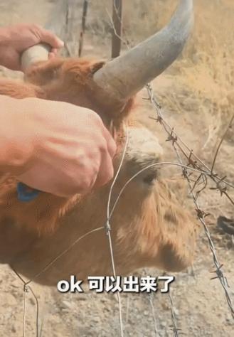 上央视新闻了！新疆阿勒泰，一对开着房车旅游的男女，经过路边一片草地时，瞅见一头母