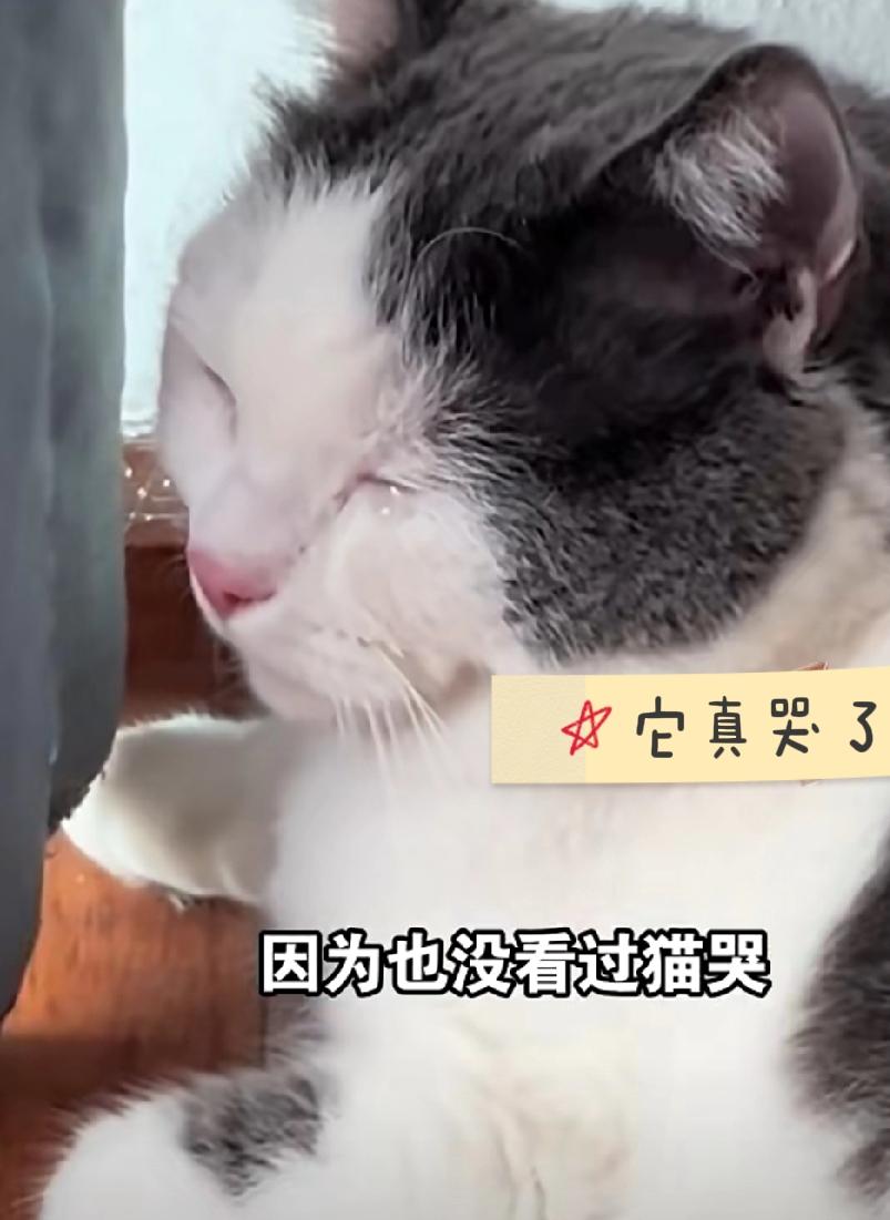 泪目！女子买回一只“重感情”的猫，猫咪一直躲角落哭泣，原主人得知后将猫咪接走！原