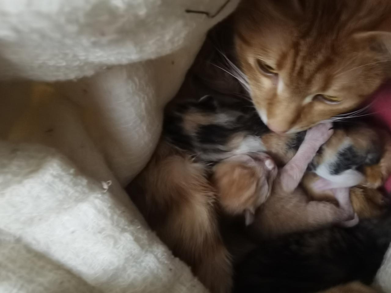 我家的橘猫生了，她太厉害了，一次生了五个。也好巧合，她的名字就叫小五，居然刚好生