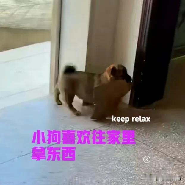 最近发现家里的小狗有个习惯，也不知道是好是坏，就是小狗老是喜欢往家里搬东西。什么