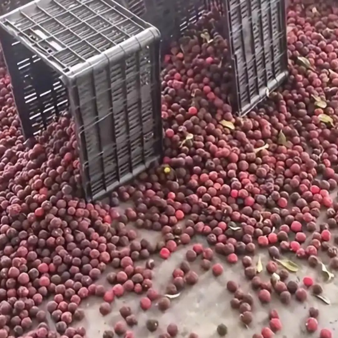 漳州泡药杨梅已损失超1.2亿没被查出来的时候你好我好大家好，产业链上一起骗人赚
