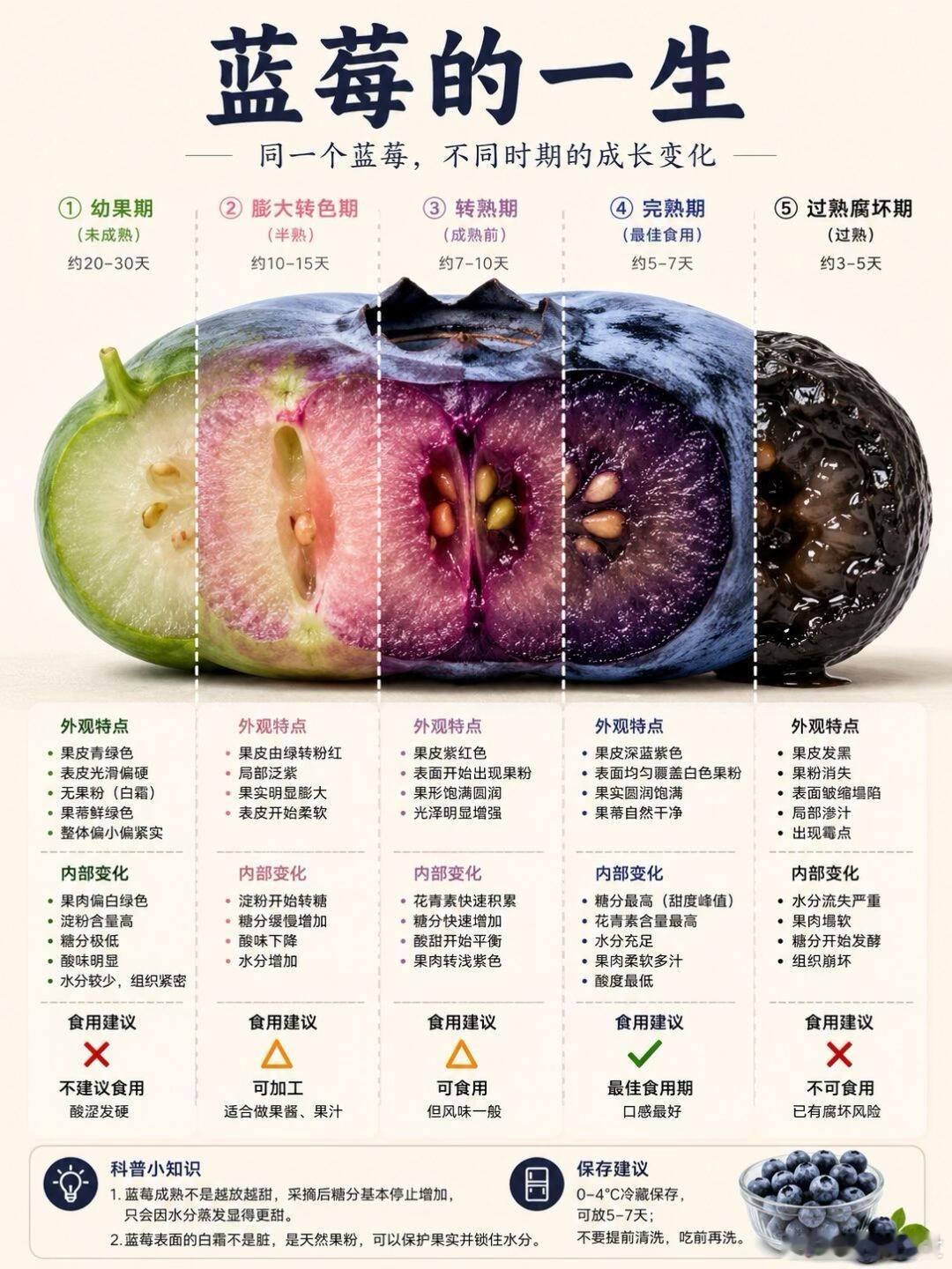 😳蓝莓放久了不会更甜！以前总以为水果放一放会更甜，结果蓝莓不是这样🤣蓝莓从青