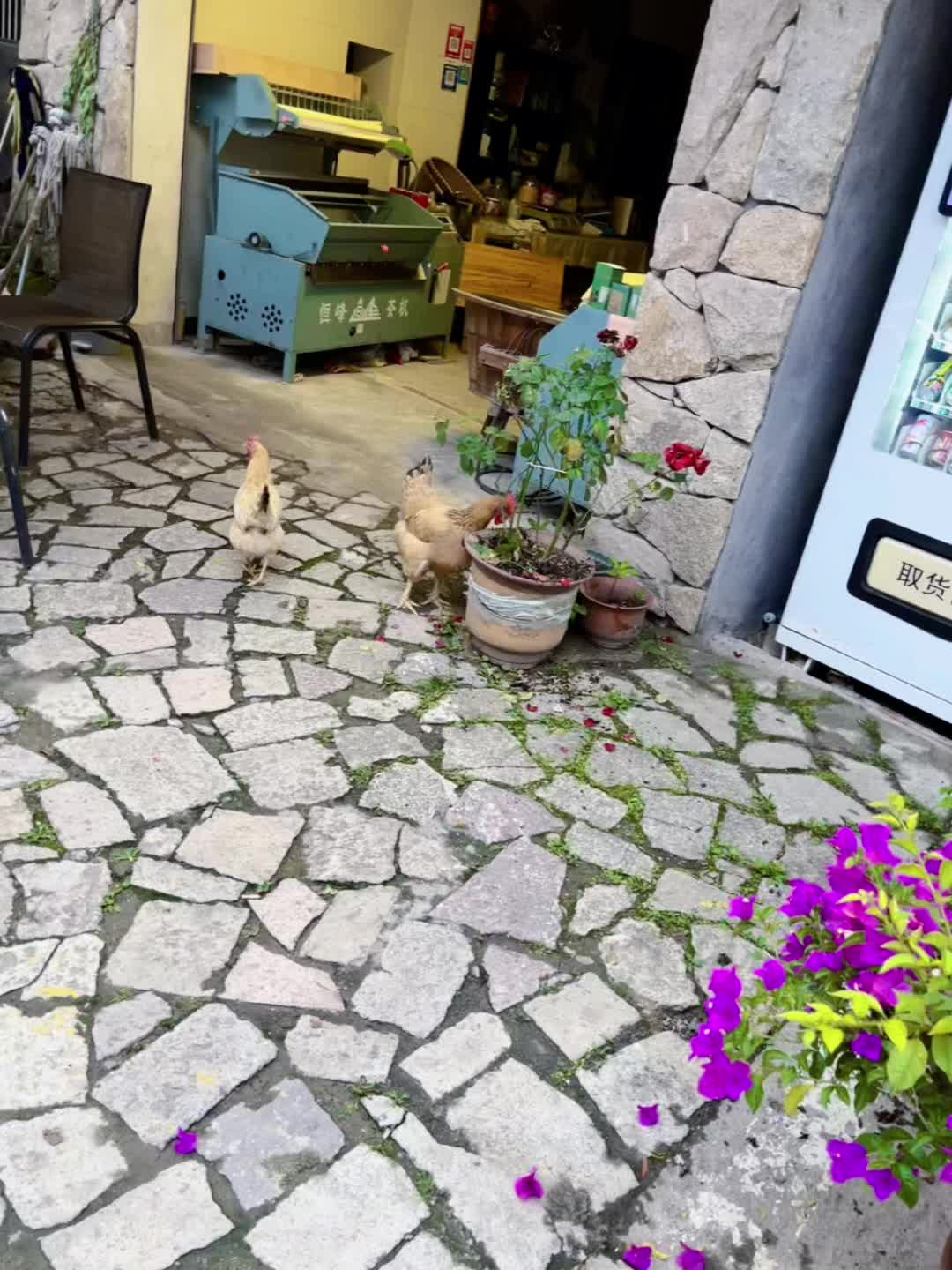 住进风景里 记录生活 自然古镇 江南水乡美如画 随手拍