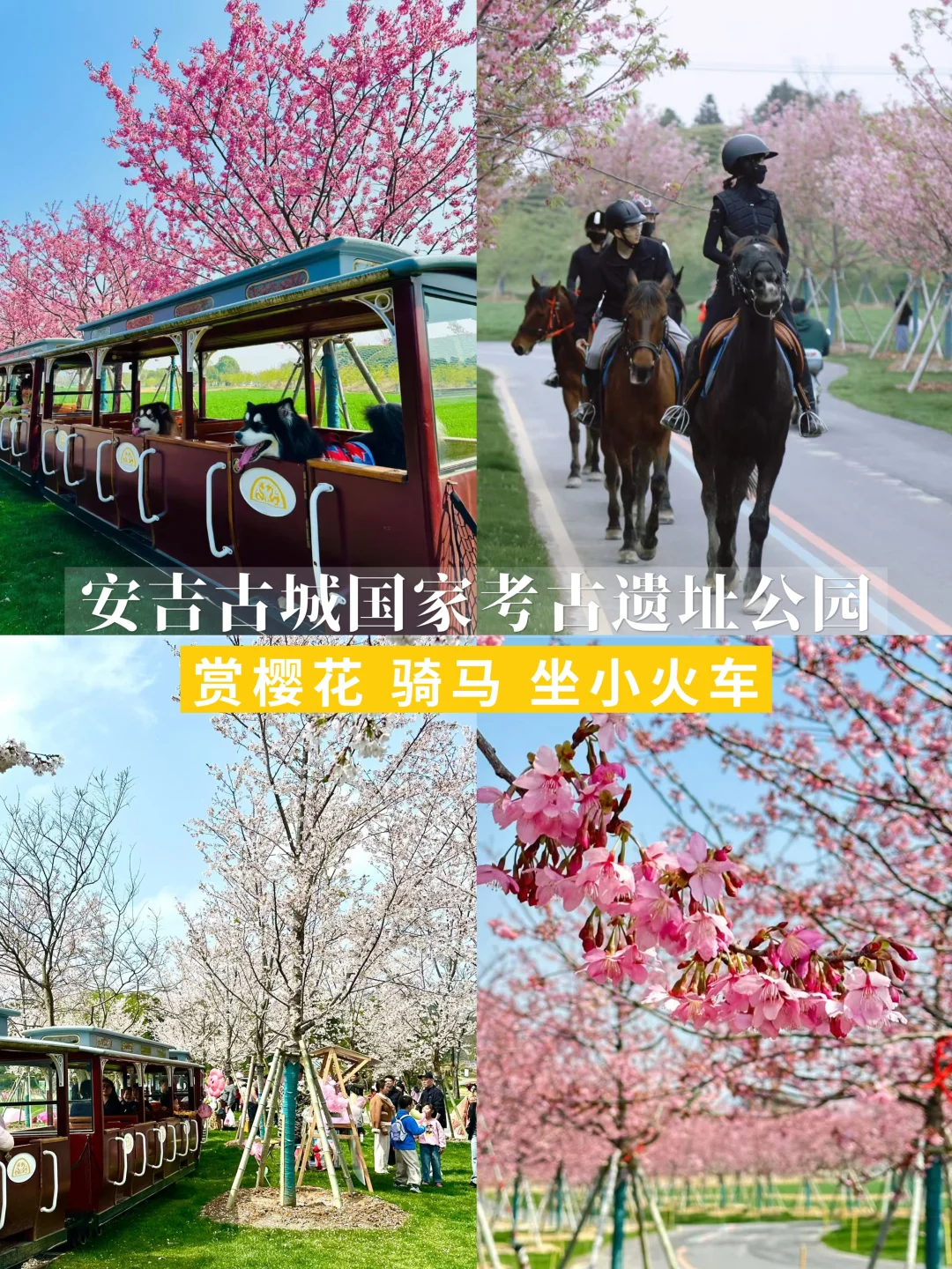 安吉赏花｜国家考古遗址公园，赏樱花、骑马