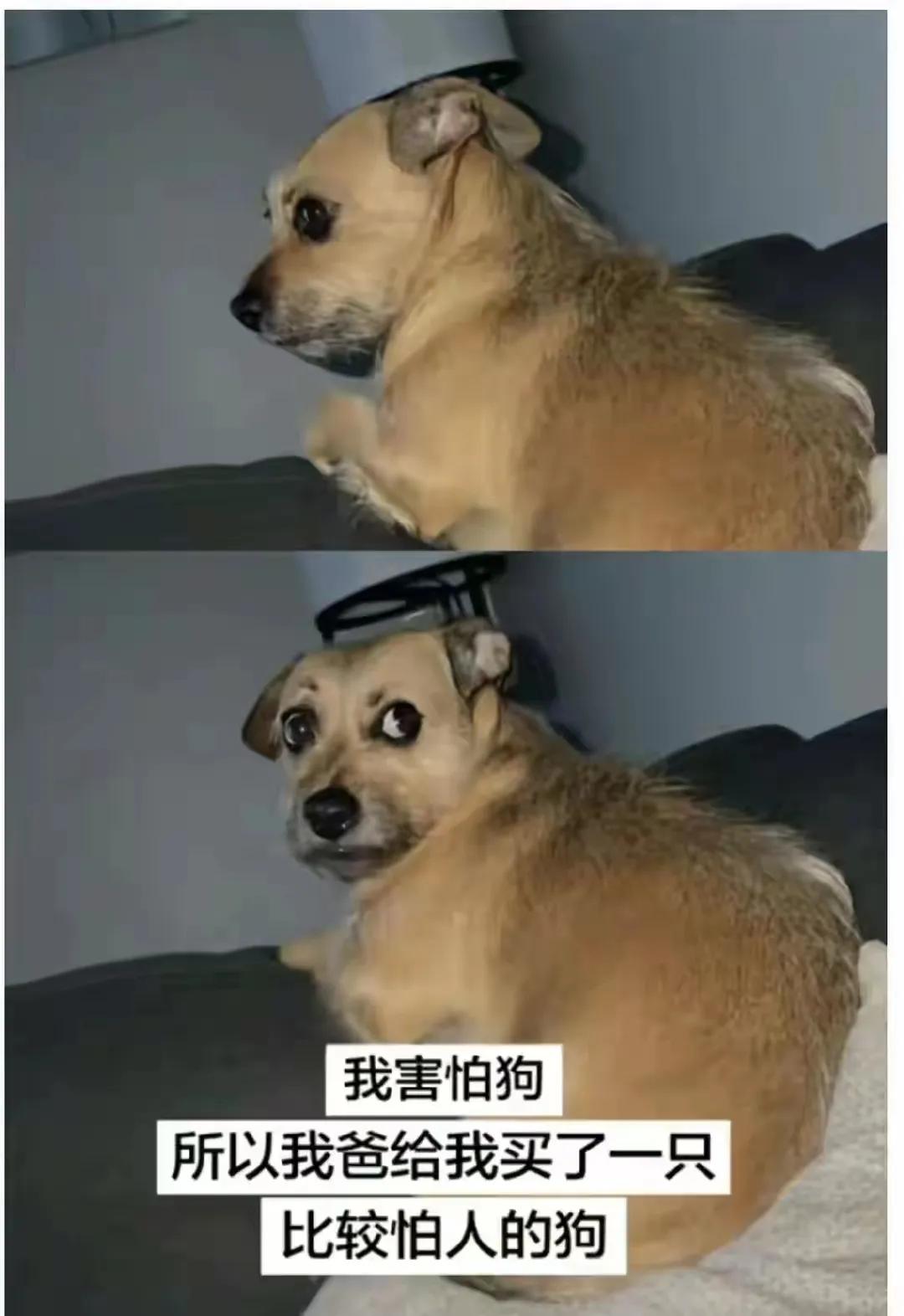 所以你们两个谁更害怕对方[狗头]