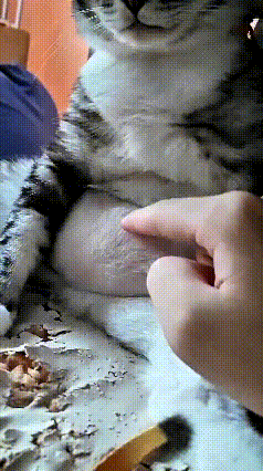 这小猫咪吃饱喝足往那一瘫，气场直接拉满，活脱脱一位居家老佛爷！主人伸出手指轻轻点